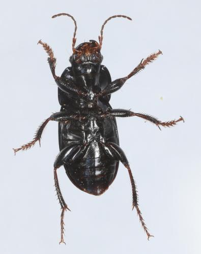 Réf. 343 984 : Harpalus dimidiatus