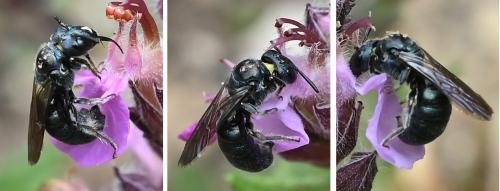 Ceratina sp.