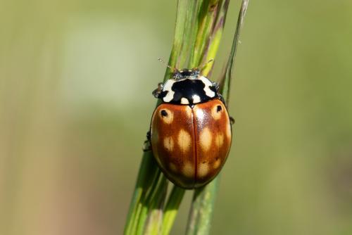 Réf. 343 670 : Anatis ocellata