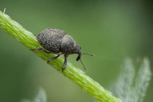 Zacladus exiguus