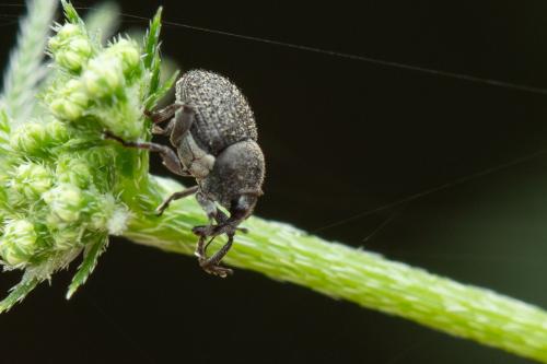 Zacladus exiguus