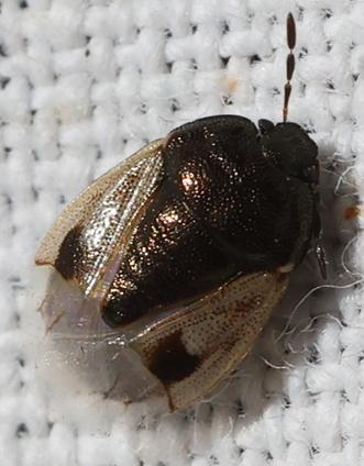 Crocistethus waltlianus