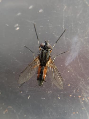 Réf. 343 962 : Mintho rufiventris