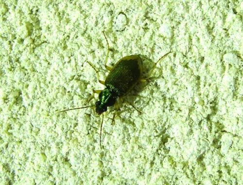 Réf. 343 041 : Chlaenius vestitus