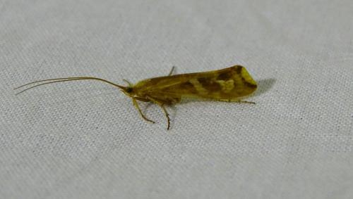 Limnephilus lunatus