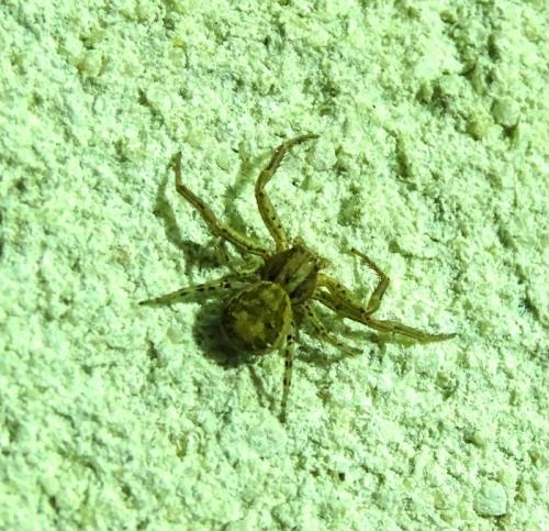 Réf. 343 061 : Xysticus sp.