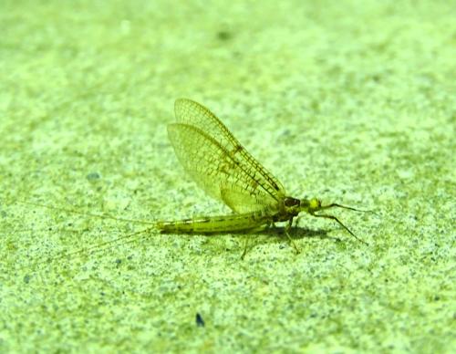 Ephemera glaucops