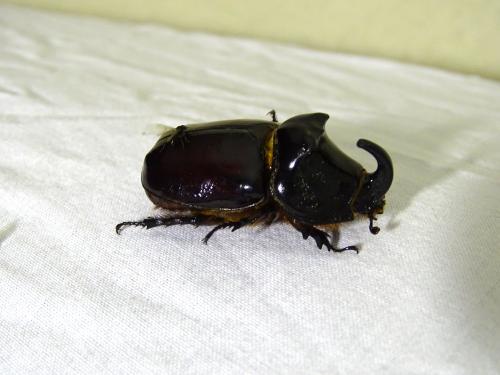 Réf. 343 580 : Oryctes nasicornis