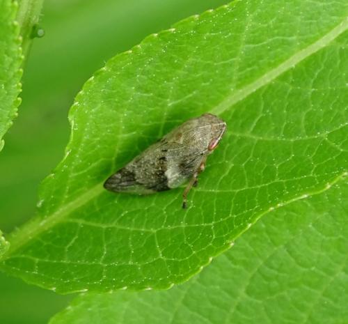 Aphrophora alni