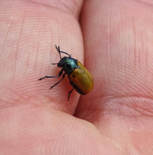 Réf. 343 715 : Labidostomis sp.