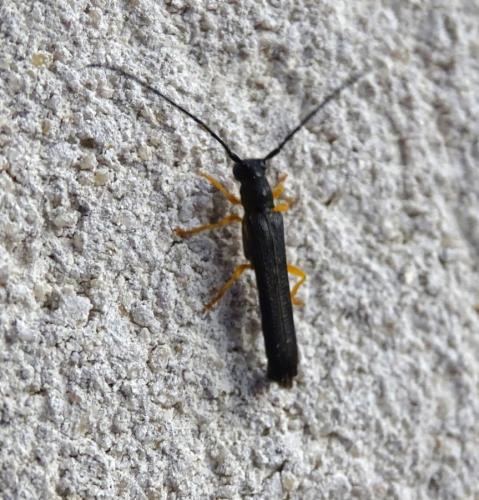 Oberea linearis