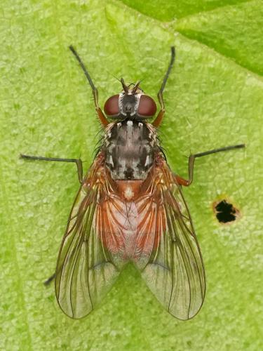 Réf. 343 673 : Phaonia subventa