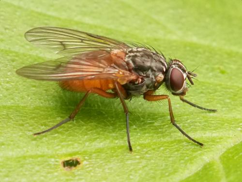 Réf. 343 674 : Phaonia subventa