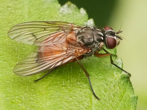 Réf. 343 675 : Phaonia subventa