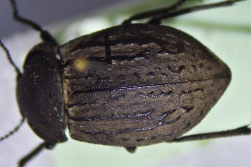 Réf. 343 213 : Asida sp.