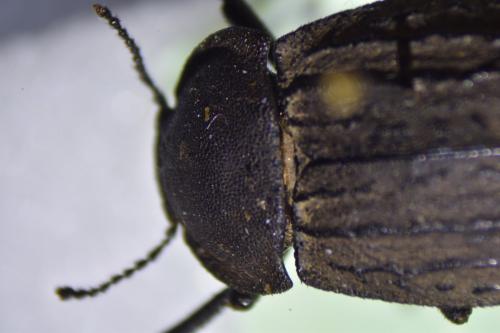 Réf. 343 214 : Asida sp.
