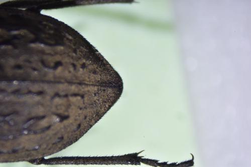 Réf. 343 215 : Asida sp.