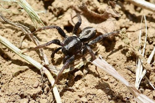 Réf. 343 273 : Alopecosa albofasciata