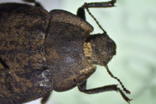 Asida sp.