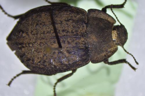 Asida sp.