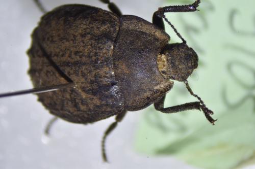 Réf. 343 212 : Asida sp.