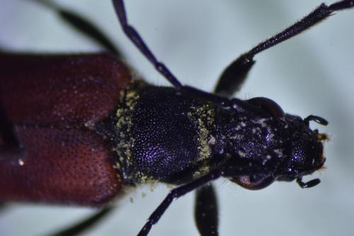 Anastrangalia sanguinolenta