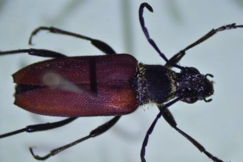 Anastrangalia sanguinolenta