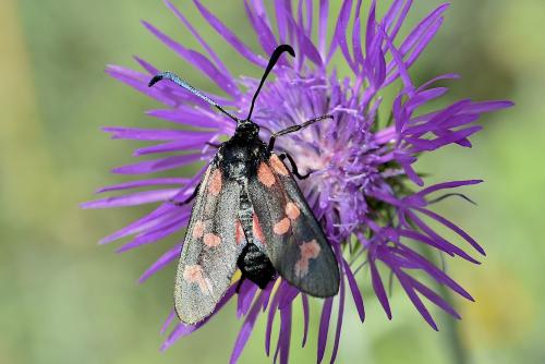 Réf. 343 581 : Zygaena filipendulae