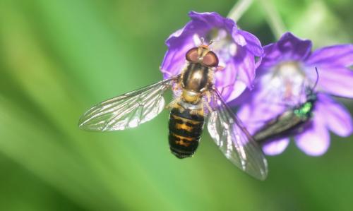 Episyrphus balteatus