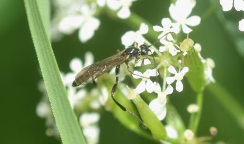 Réf. 343 368 : Collyria sp.