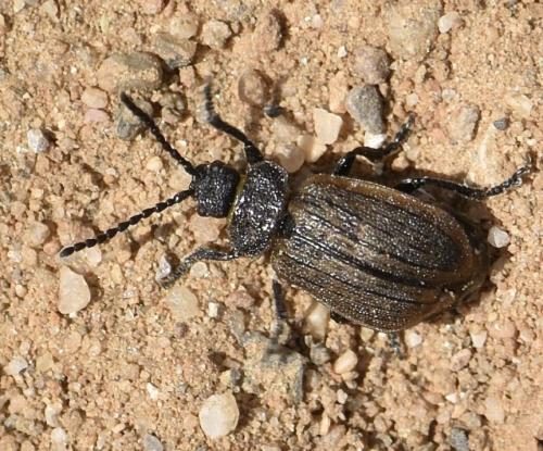 Réf. 343 090 : Galeruca interrupta