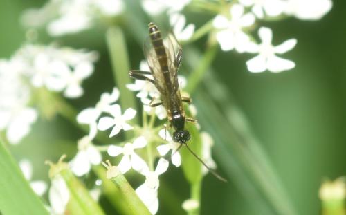 Réf. 343 369 : Collyria sp.