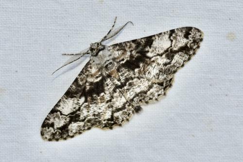 Réf. 343 563 : Peribatodes umbraria