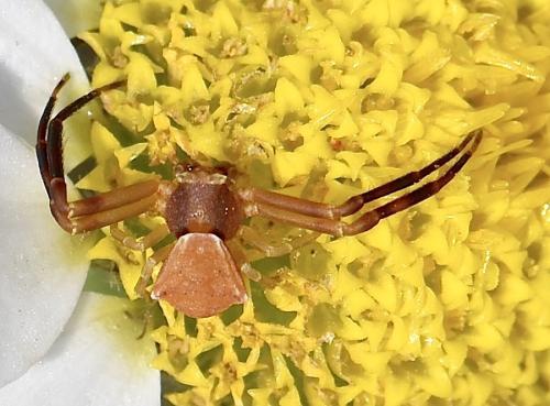 Réf. 343 549 : Thomisus onustus