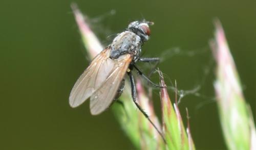 Botanophila fugax