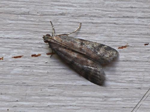 Réf. 343 410 : Ephestia sp.