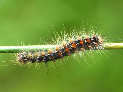 Réf. 343 927 : Lymantria dispar