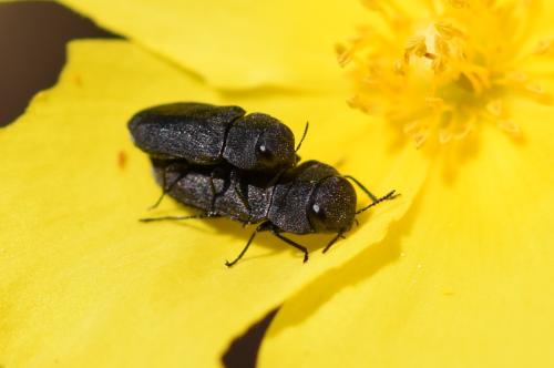 Anthaxia sp.