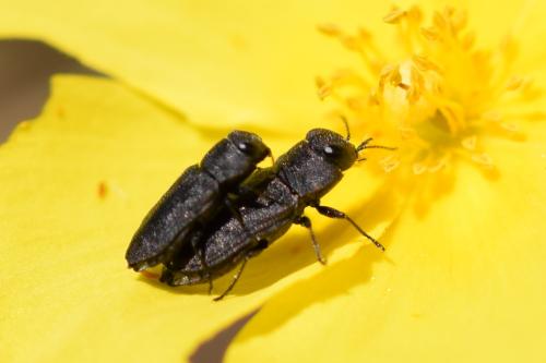 Réf. 343 067 : Anthaxia sp.