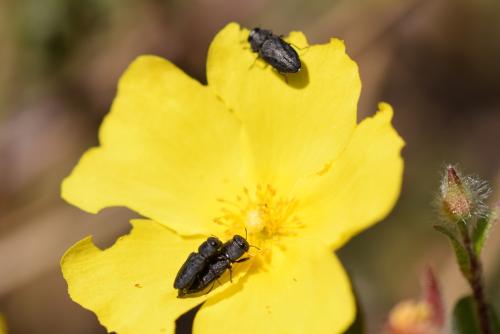 Réf. 343 068 : Anthaxia sp.