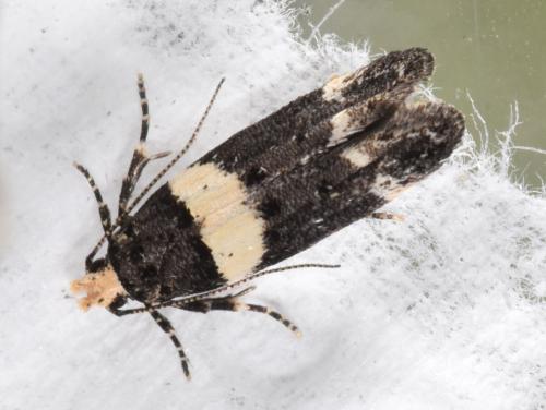 Réf. 343 771 : Recurvaria leucatella