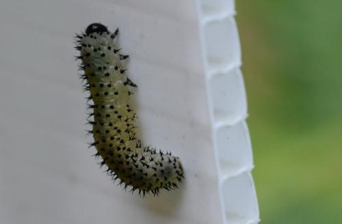 Periclista albida