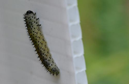 Periclista albida