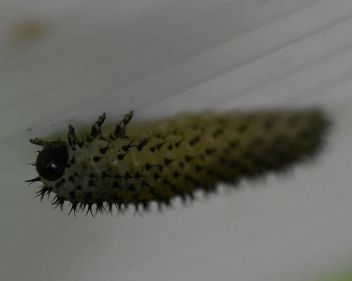 Periclista albida