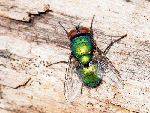 Réf. 343 994 : Lucilia sericata