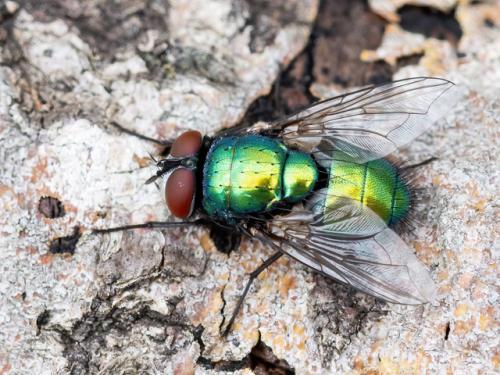 Réf. 343 995 : Lucilia sericata