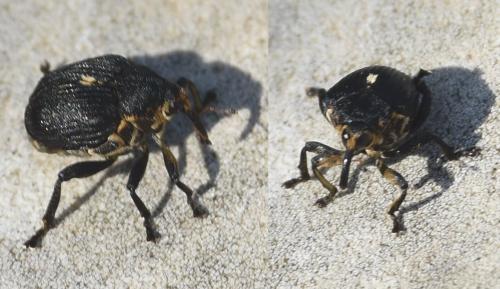 Réf. 343 146 : Mononychus punctumalbum