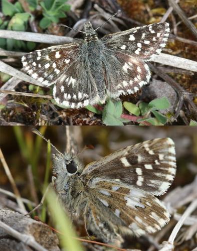 Réf. 343 575 : Pyrgus malvae