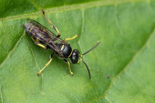 Gorytes sp.