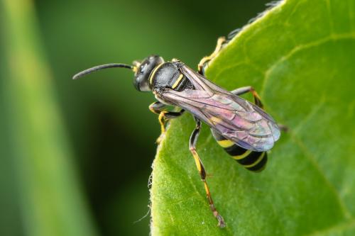 Gorytes sp.